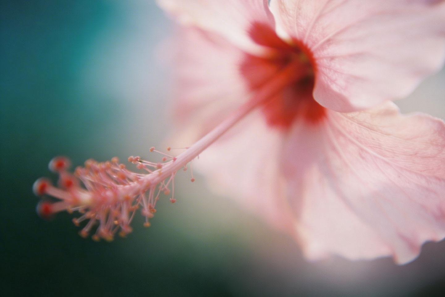 Background graphic of a pink hibiscus flower