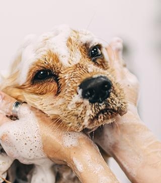 Pet care dog having a bath