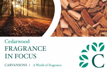 FIF Cedarwood scaled