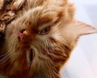 petcare fragrance