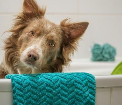 petcare