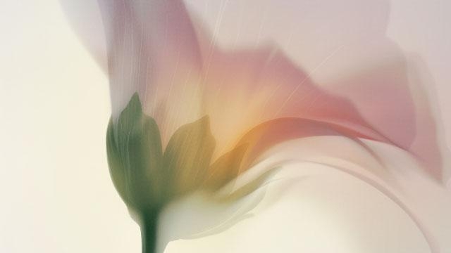 dreamy flower close up
