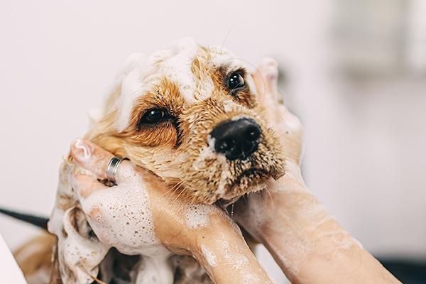 Pet care dog having a bath