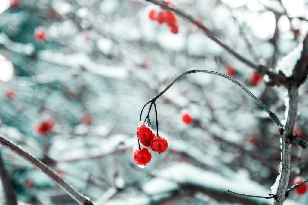 Cranberry fragrance