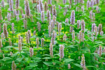 Patchouli Fragrance