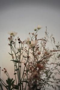 botanical fragrances