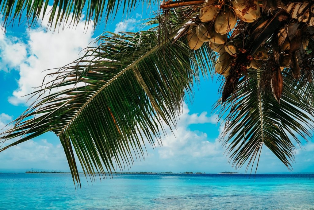 coconut fragrance oil