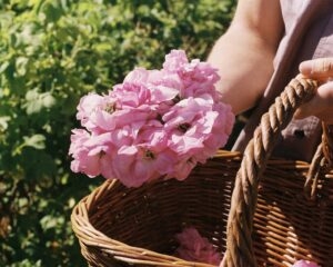 Roses in Grasse