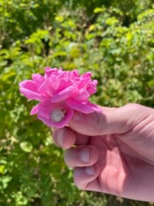 roses